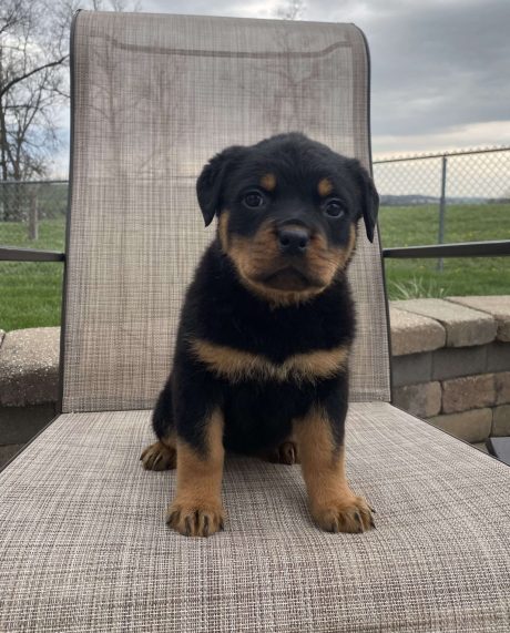 Female Rottweiler Puppy Dakota