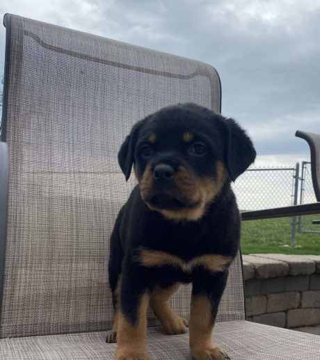 Female Rottweiler Puppy Luna