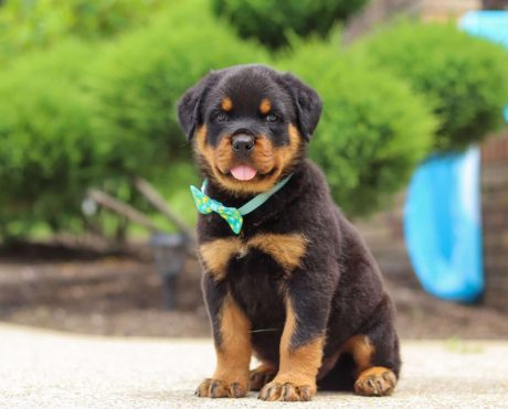Male Rottweiler Puppy Rex