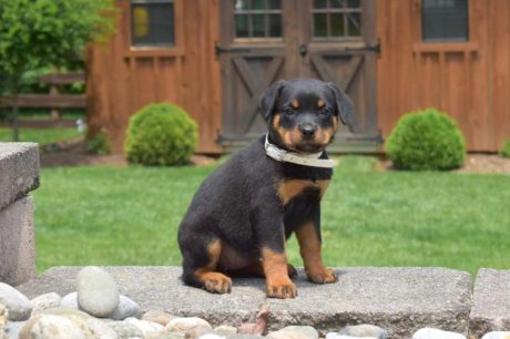 Female Rottweiler Puppy Taffy