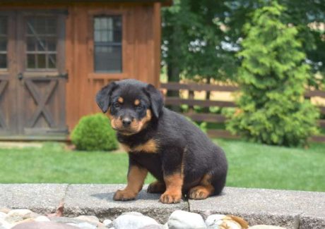 Male Rottweiler Puppy Tank