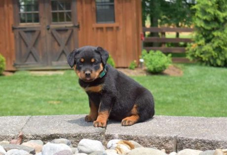 Female Rottweiler Puppy Tilly