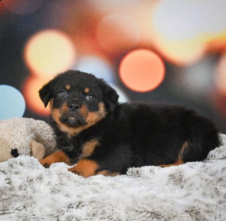 Female Rottweiler Puppy Daisy