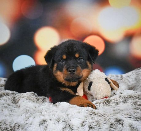 Male Rottweiler Puppy Duke